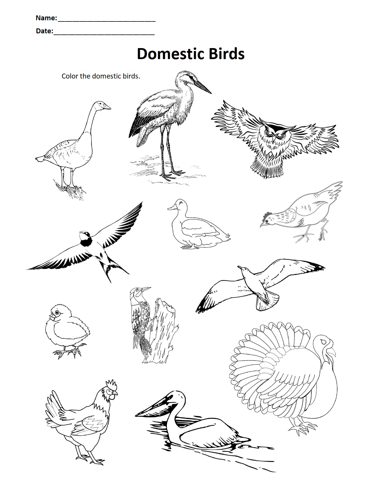 Domestic Birds.jpg