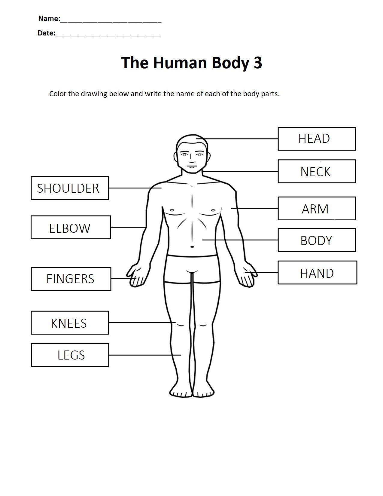 The Human Body 3.jpg