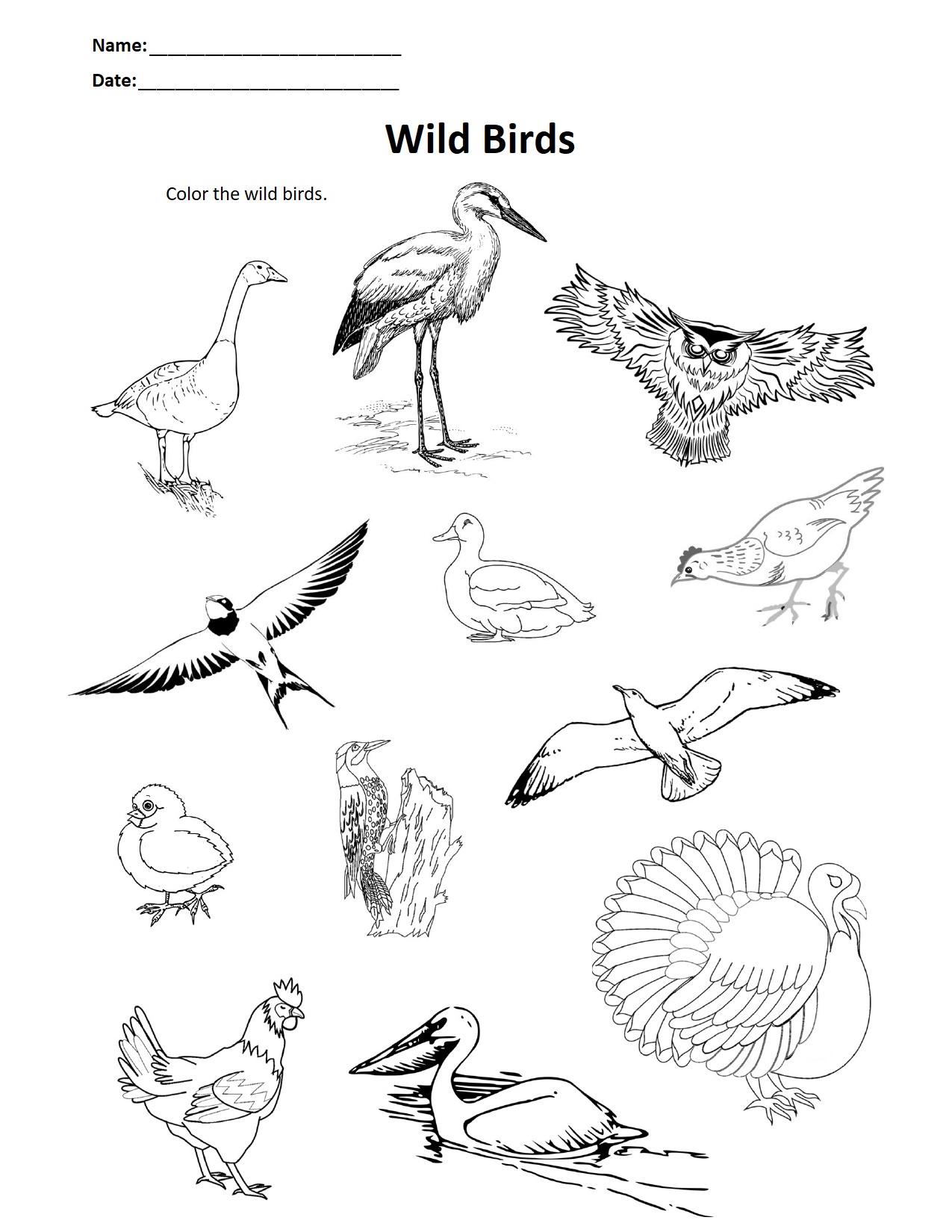 Wild Birds.jpg